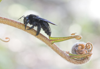 abejorro negro sobre planta de espiral