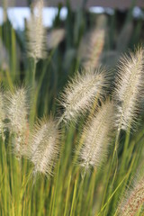 Grass blossoms