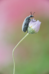 Bicho negro aterciopelado  sobre flor blanca sobre fondo rosa y verde