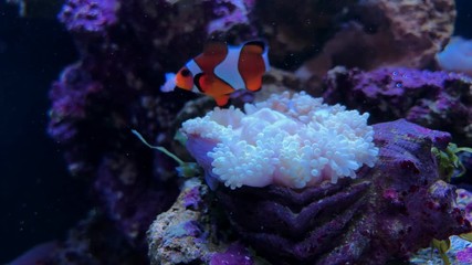 Clown fish in the anemone on the colorful healthy coral reef. Underwater footage.