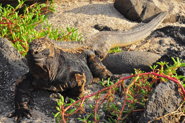 marine iguana