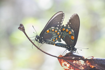 Mariposa Corola Papilio polyxenes negra con azul y naranja copulando