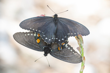 Mariposa Corola Papilio polyxenes negra con azul y naranja copulando