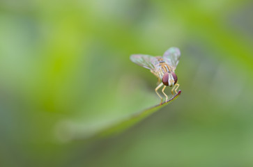 Mosquita sobre fondo verde