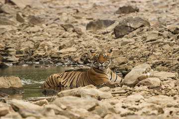 Fototapeta na wymiar Tiger resting in a pool of water