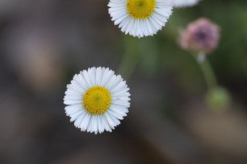 Margarita blanco con amarillo sobre fondo obscuro