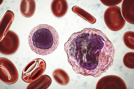 Lymphocyte (left) and monocyte (right) surrounded by red blood cells, 3D illustration