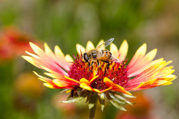 bee and flower