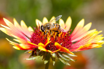 bee and flower