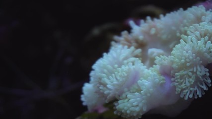 Clown fish in the anemone on the colorful healthy coral reef. Underwater footage.