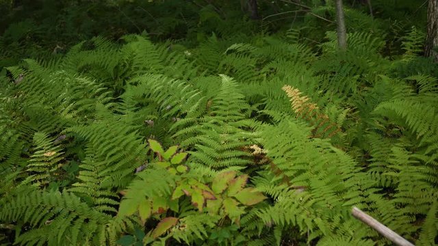 A patch of green vibrant ferns in a forest - handheld version