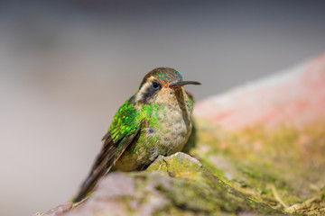 Fototapeta premium Hummingbird