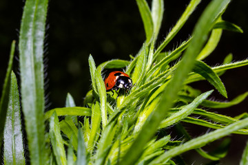  ladybug and grass