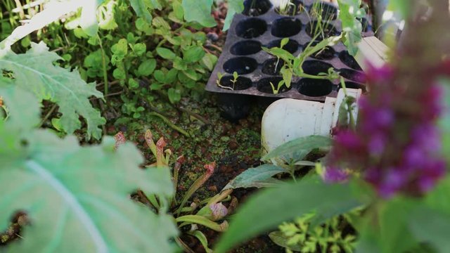 Close up of a hydroponics system, watching water being pumped into the plant tray filled with carnivorous plants, other plants, and hydroton (expanded clay pellets)