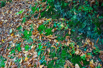 Road through the autumn forest