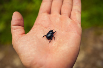 dor-beetle