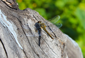 A beautiful dragonfly sits on a tree trunk