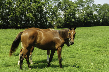 Thoroughbred horses on a Kentucky horse farm