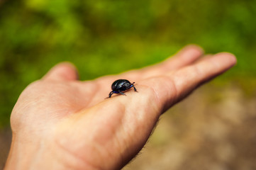 dor-beetle