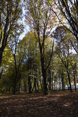 Fototapeta premium AUTUNNO 