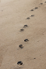Dog tracks on the beach