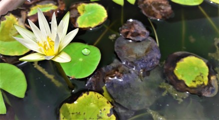 water lily in a pond