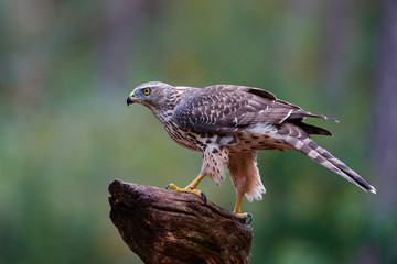 Juvenile northern goshawk in the forest in the Netherlands
