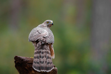 Juvenile northern goshawk in the forest in the Netherlands