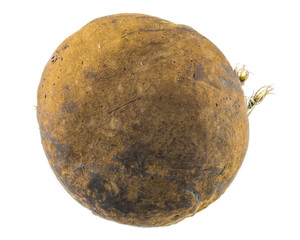Fototapeta premium Boletus Erythropus Cap