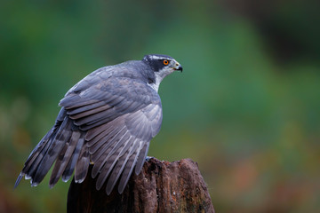 Northern goshawk in the forest in the Netherlands