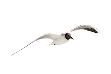 Eine Lachmöwe im Flug © foto_tech