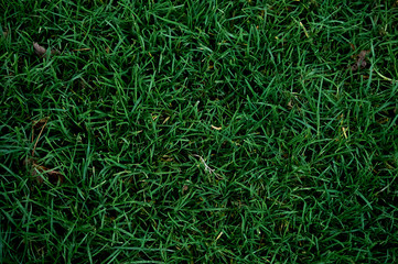 Grass background