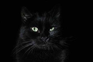 Obraz premium Piękny młody czarny kot na czarnym tle