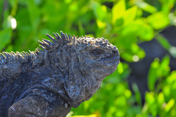 marine iguana