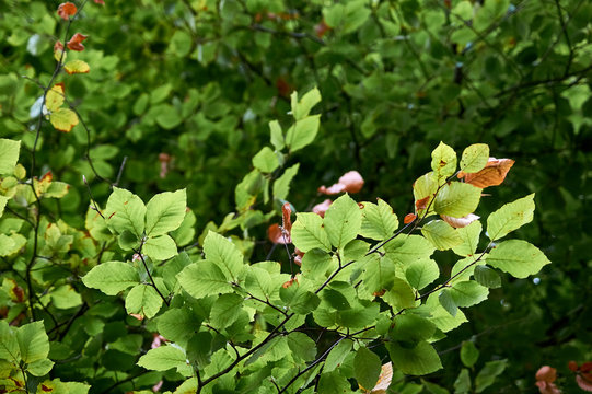 Tree leaves background