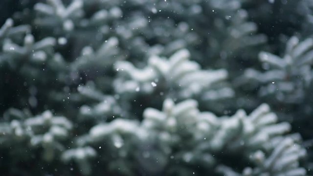 snow falls slowly against the background of a Christmas tree or pine. New Year, Christmas, Winter.