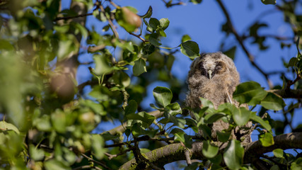 Close up of young long eared owl (Asio otus) sitting and sleeping on dense branch deep in crown of European common pear tree. Wildlife tranquil portrait scene of bird in nature habitat background.