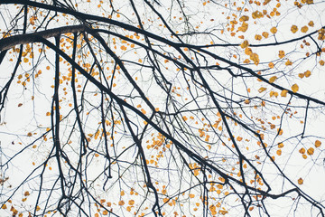 Tree branches with yellow autumn leaves.