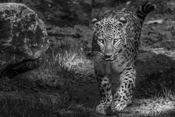 Leopard in schwarz-weiß