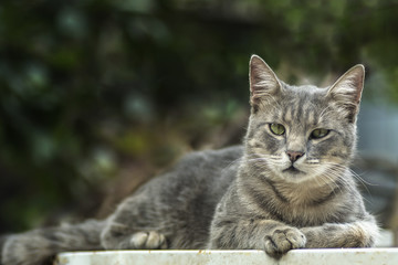 portrait of a gray cat looking closely at the camera