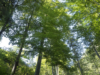 Fototapeta premium En forêt. Sous la cime des arbres.