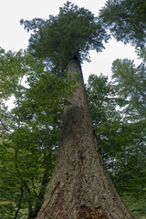 Fototapeta premium En forêt. Sous la cime des arbres.