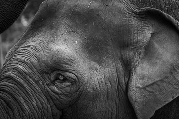 Elefant in schwarz-weiß