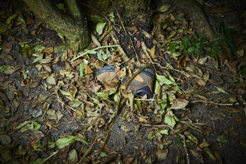 Abandoned baby boot lying in old leaves. Lost children's shoes.