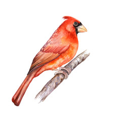 Northern Red Cardinal. Bird isolated on white background. Watercolor. Illustration. Template. Clipart. Close-up.