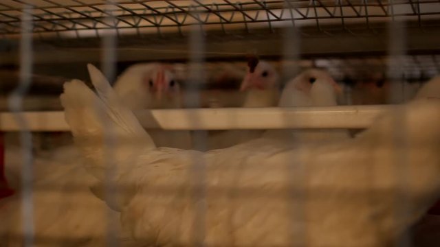 Breeding broiler chickens and chickens, broiler chickens sit behind bars in the hut, poultry house, production