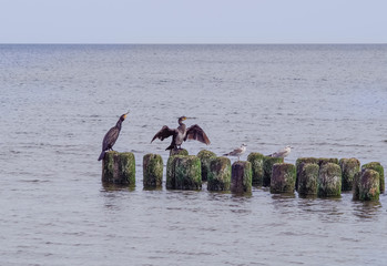 dzikie kormorany nad morzem