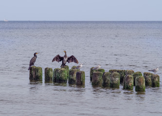 dzikie kormorany nad morzem