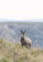 Chamois dans les montagnes des Vosges