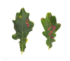 Tree pests galls of Neuroterus numismalis on oak leaves isolated